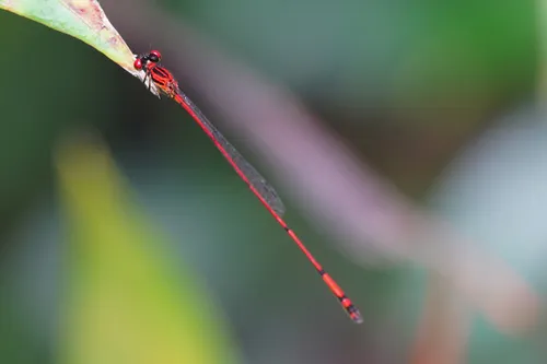 Crimson Threadtail