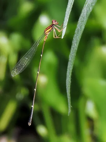 Orange-striped Threadtail