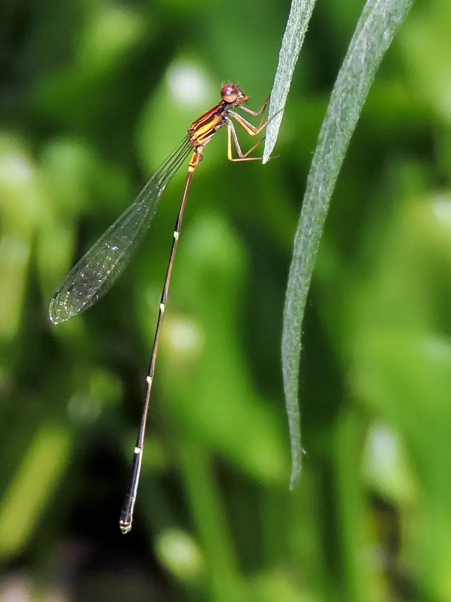 Orange-striped Threadtail - photo 2