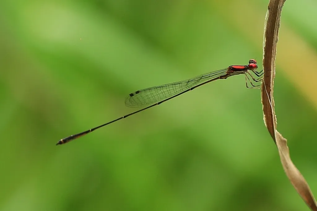 Peach-fronted Threadtail - photo 2