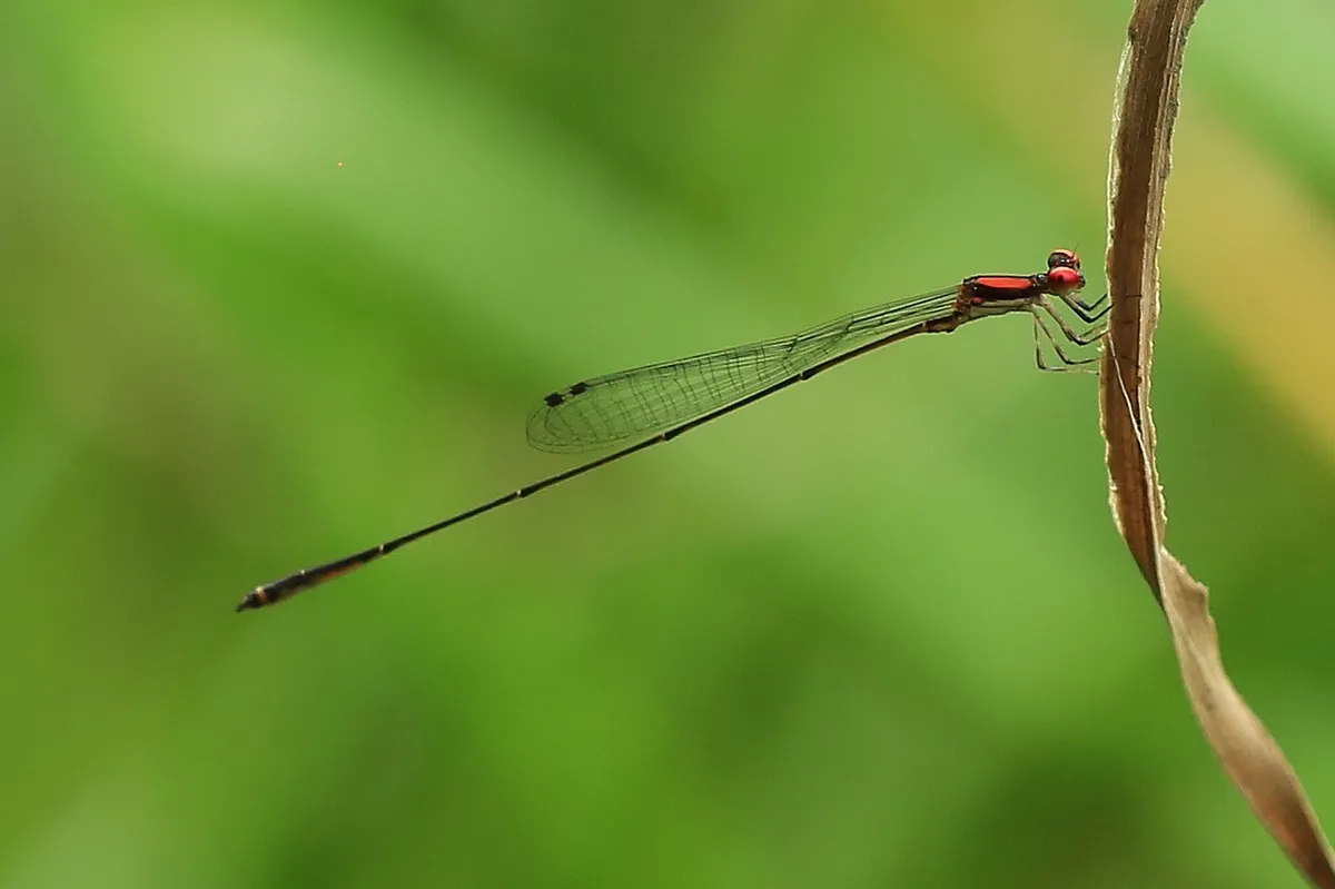 Peach-fronted Threadtail - photo 3