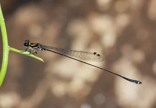 Protoneura scintilla