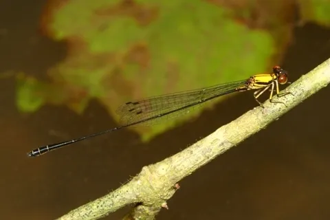 Sulfury Threadtail