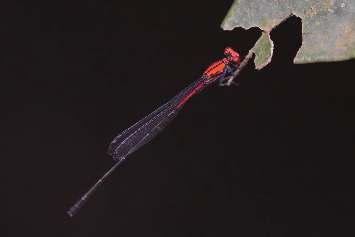 Threadtails - Protoneuridae