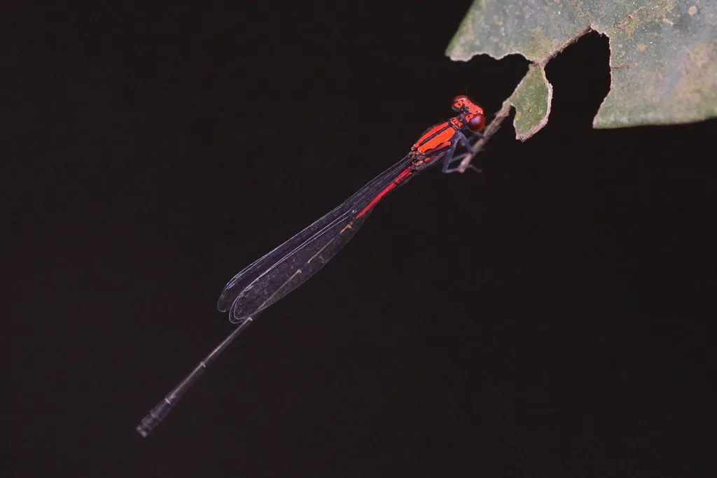 Threadtails - photo 3