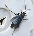 Protopelmus atrocaeruleus