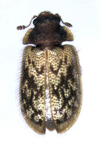 Protopeltidae - Protopeltidae