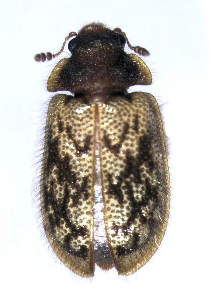 Protopeltidae - photo 3