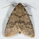 Protoperigea anotha - Hodges#9642 - Protoperigea anotha