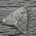 Protoperigea anotha - Hodges#9642 - photo 2