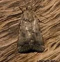 Protoperigea posticata - Hodges#9643