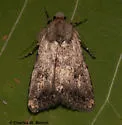 Protoperigea posticata - Hodges#9643 - photo 2