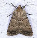 Protoperigea posticata - Hodges#9643 - photo 4