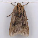 Protoperigea umbricata - Hodges#9643.1