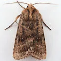Protoperigea umbricata - Hodges#9643.1 - photo 2