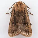 Protoperigea umbricata - Hodges#9643.1 - photo 3