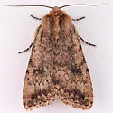 Protoperigea umbricata - Hodges#9643.1 - photo 4