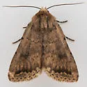Protoperigea umbricata - Hodges#9643.1 - photo 5
