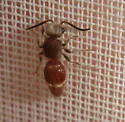 Protophotopsis venenaria - photo 2