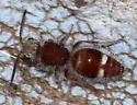 Protophotopsis venenaria - photo 3