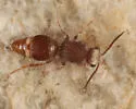 Protophotopsis venenaria - photo 4