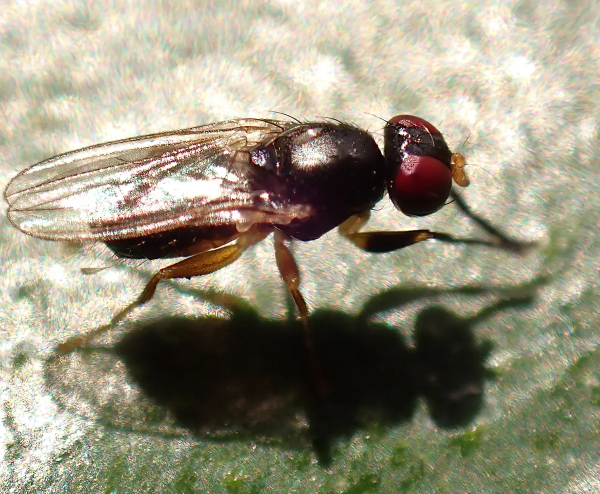 Protopiophila australis - photo 3