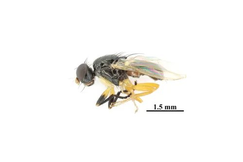 Protopiophila contecta