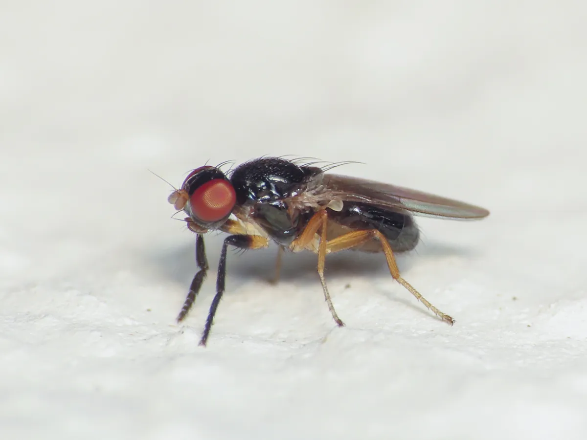 Protopiophila latipes