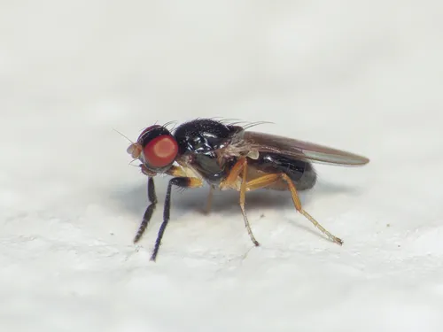 Protopiophila latipes - photo 2