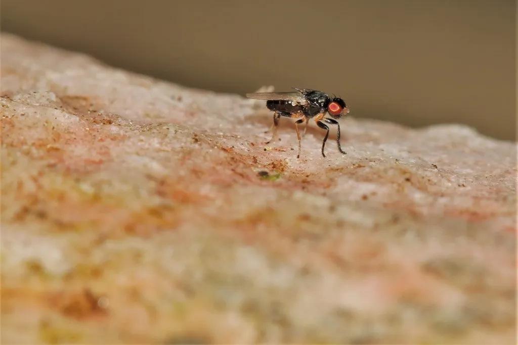 Protopiophila litigata