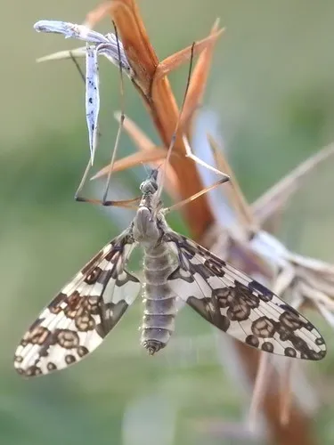 Protoplasa fitchii