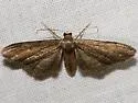 Protoproutia laredoata - Hodges#7093 - photo 2