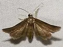 Protoproutia laredoata - Hodges#7093 - photo 3
