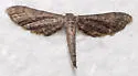 Protoproutia laredoata - Hodges#7093 - photo 4
