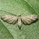 Protoproutia rusticaria - Hodges#7092
