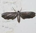 Protoproutia rusticaria - Hodges#7092 - photo 3