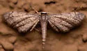 Protoproutia rusticaria - Hodges#7092 - photo 4
