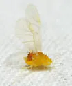 Red-stained Hickory Aphid
