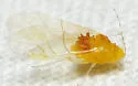 Red-stained Hickory Aphid - photo 2