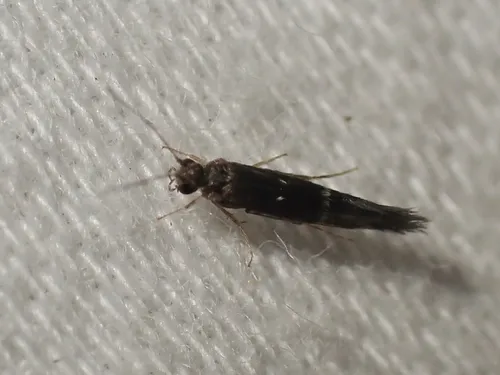 Protoptila tenebrosa