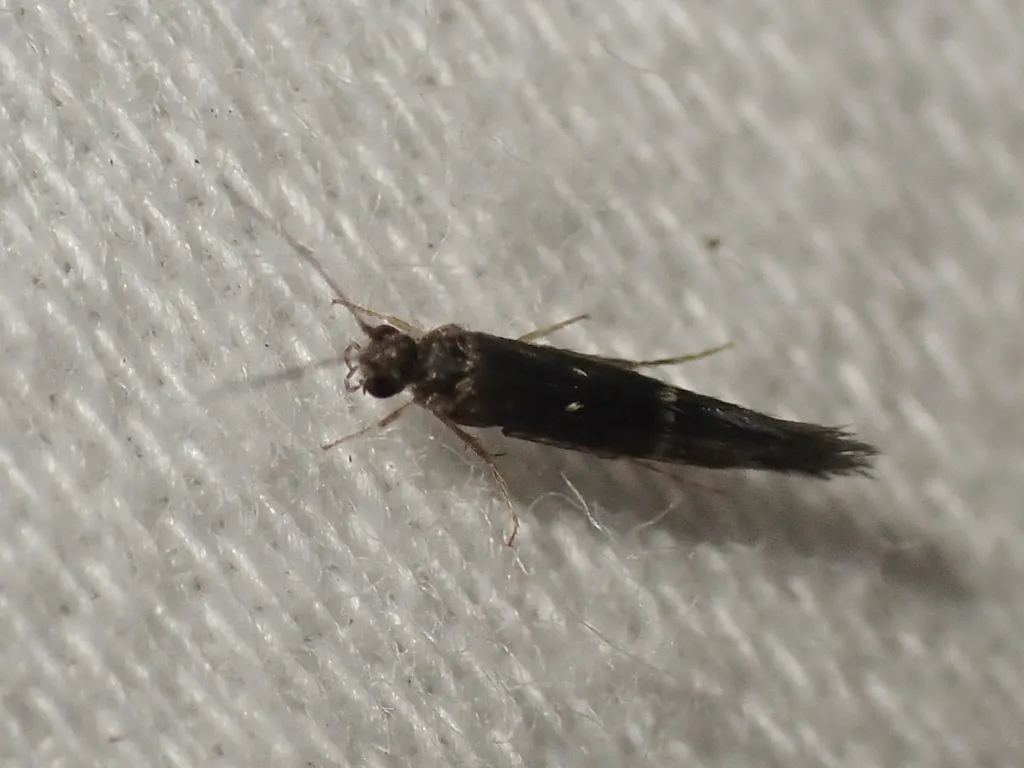 Protoptila tenebrosa - photo 2