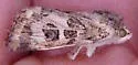 Protoschinia nuchalis - Hodges#11082 - photo 2