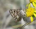 Protoschinia nuchalis - Hodges#11082 - photo 3