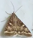 Protoschinia nuchalis - Hodges#11082 - photo 5