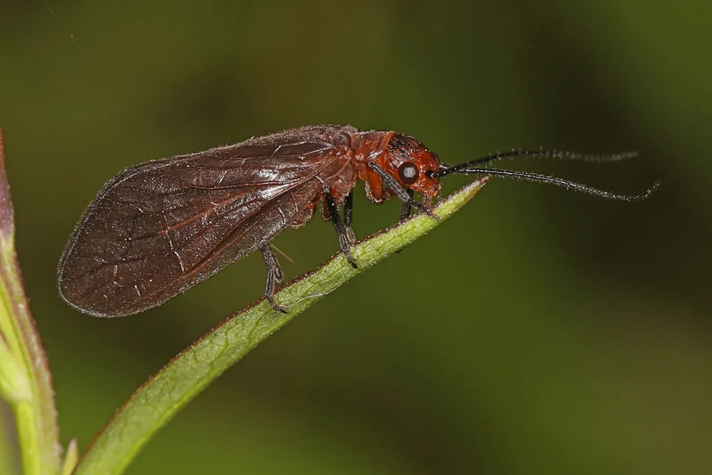 Protosialis americana - photo 2