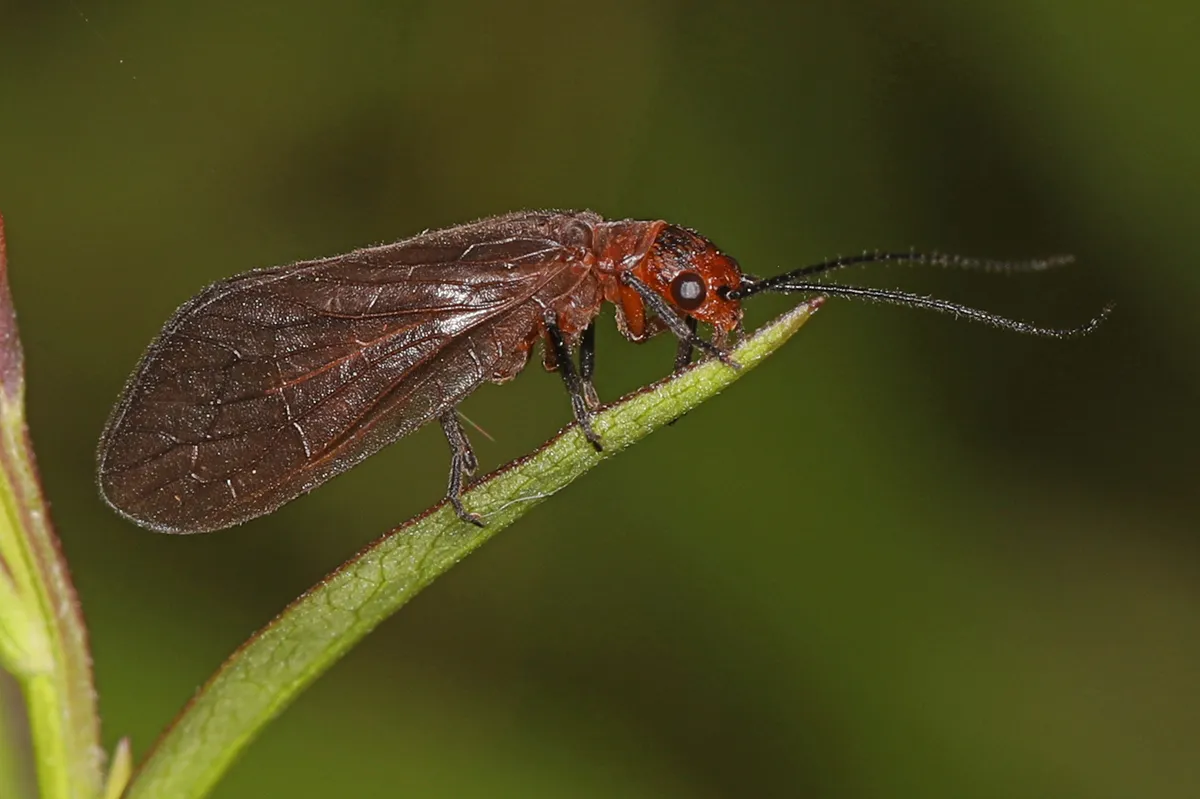 Protosialis americana - photo 3
