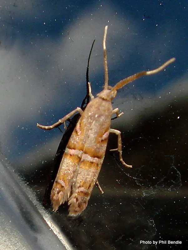 Blackhorn Moth - photo 2