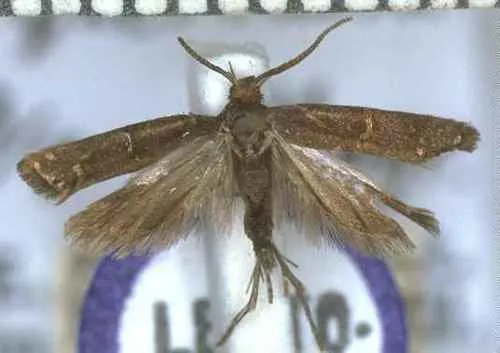 Blackhorn Moth - photo 4