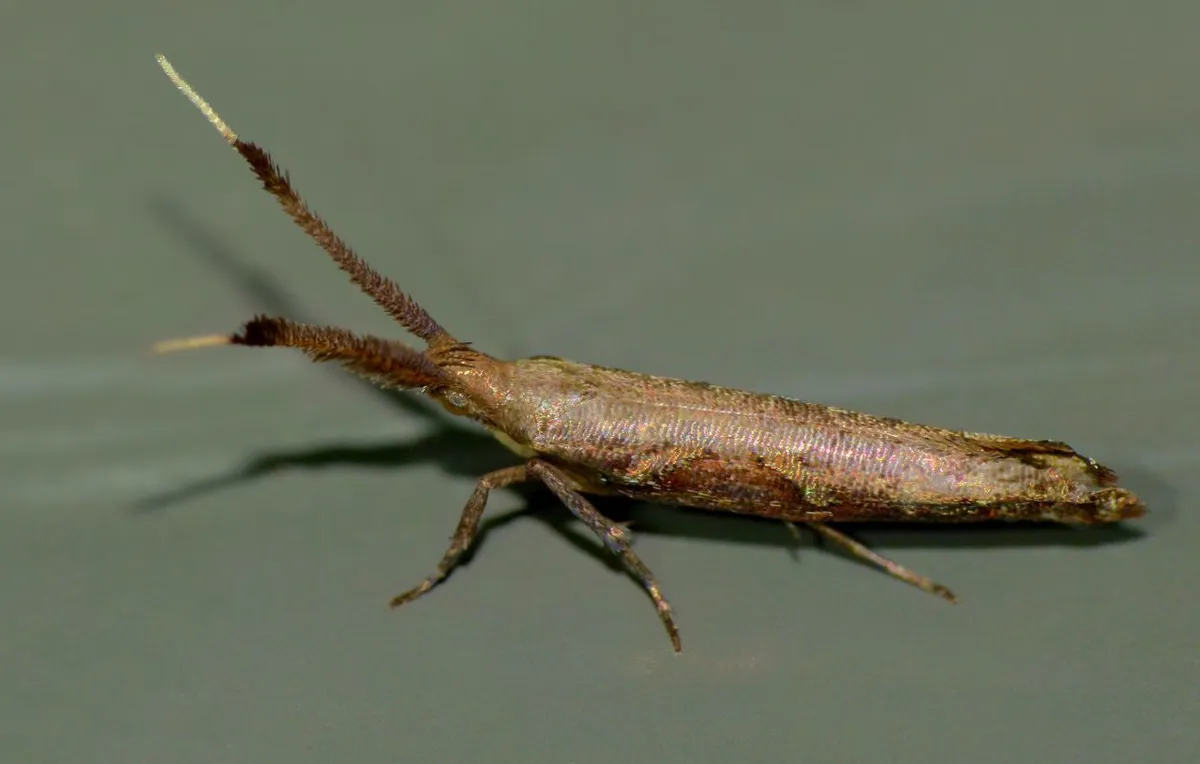 Protosynaema steropucha - photo 3