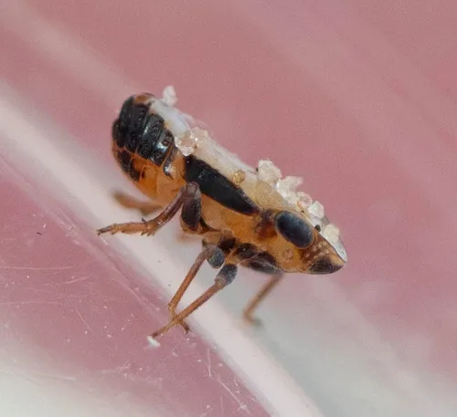 Protrocha nigriviridia